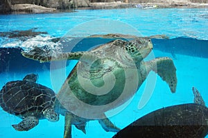 Sea turtle