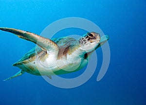 Sea turtle