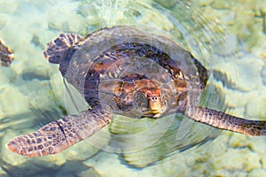 Sea Turtle