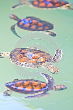 A sea turtle