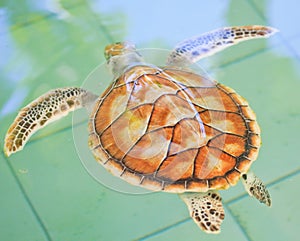 A sea turtle