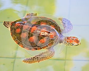 A sea turtle