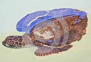 A sea turtle