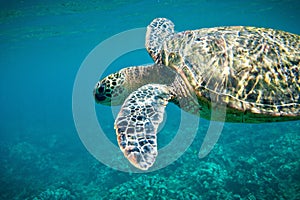 Sea Turtle