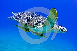 Sea turtle