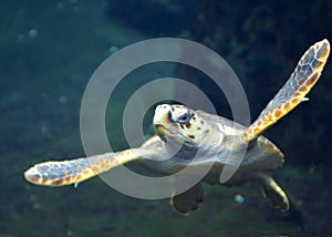 Sea turtle