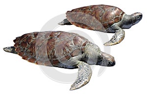 Sea turtle