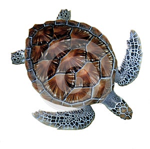 Sea turtle