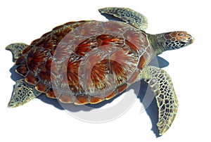 Sea turtle