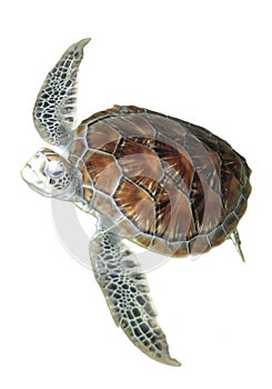 Sea turtle