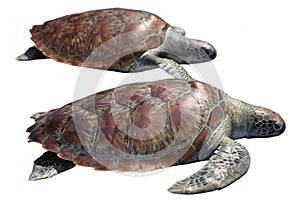 Sea turtle