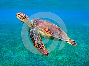 Sea turtle