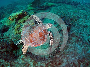 Loggerhead Sea Turtle img