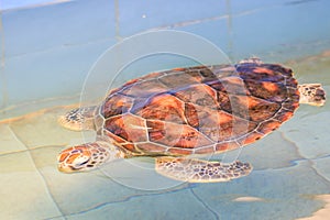 A sea turtle