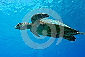 Sea turtle