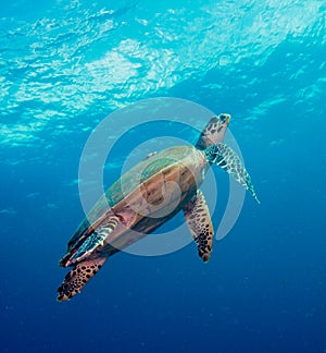 Sea Turtle