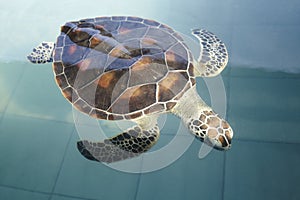 Sea Turtle