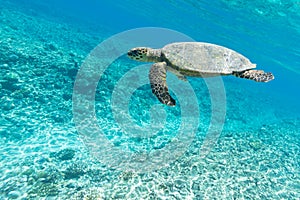 Sea turtle