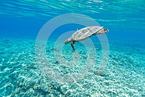 Sea turtle