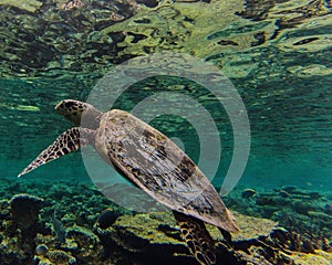 Sea Turtle