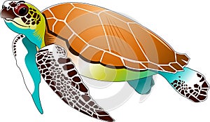 Sea turtle