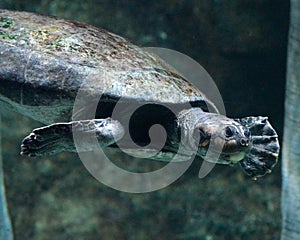 Sea Turtle