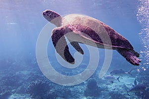 Sea Turtle