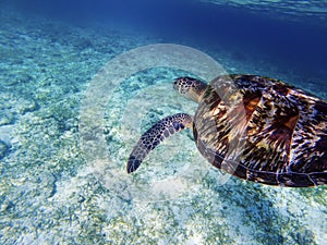 Sea turtle above white sand sea bottom. Coral reef animal underwater photo.