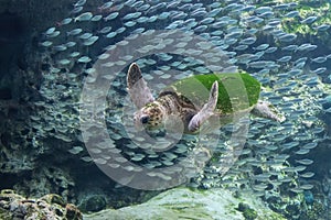 A Sea Turtle in an Aquarium