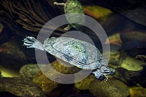 Sea turtle in an aquarium