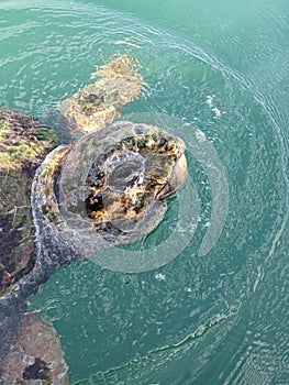 Sea turtle in Argostolion - Kefalonia