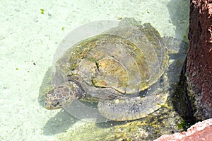 Sea turtle at the Atlantis Paradise Island Resort, Nassau. photo
