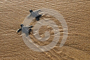 Sea turtle baby endangered specie caretta caretta crawling to sea from nest at beach, top view footprints