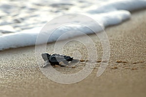 sea turtle baby enters ocean at beach. Endangered specie Loggerhead caretta caretta crawling on the sand