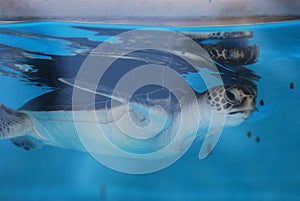 Sea Turtle Baby Swimming Under the Water's Surface