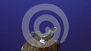 Sea turtle on background school of fish underwater in ocean of Philippines.