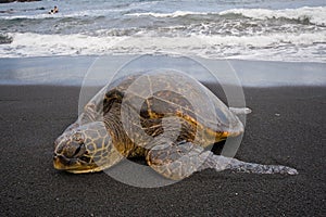 Sea turtle on beach
