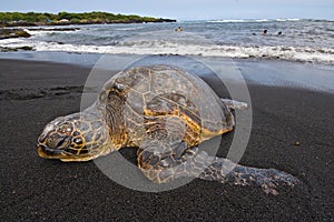 Sea turtle on beach