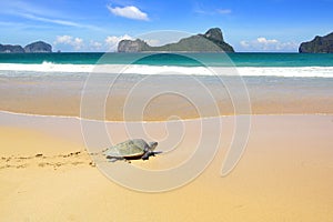 Sea turtle on a beach.