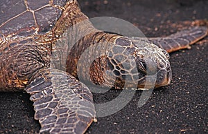 Sea turtle on a beach