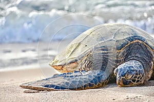 Sea Turtle on a Beach