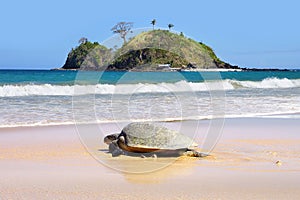 Sea turtle on beach. El Nido