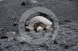 Sea Turtle at the Beach, Hawaii, USA