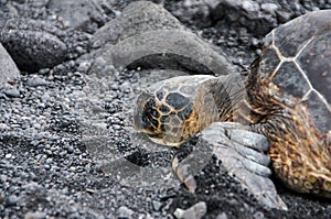 Sea Turtle at the Beach, Hawaii, USA