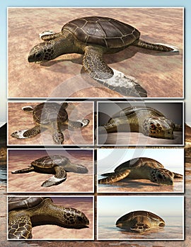 Sea turtle laying eggs on the beach - collage 3d rendering