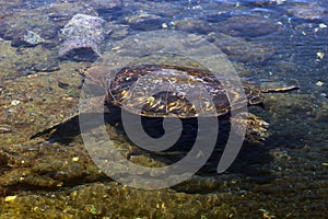 Sea turtle at Black Sand Beach