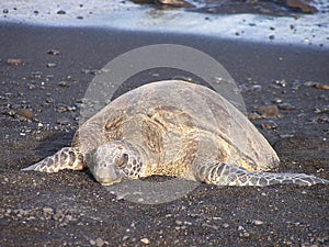 Sea turtle on black sand beach