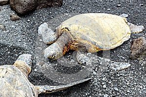 Sea Turtle at black sand beach on Big Island Hawaii USA.