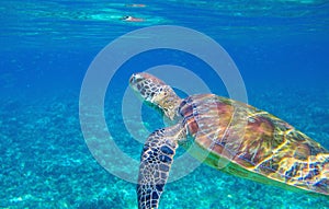 Sea turtle in blue lagoon. Cute sea animal underwater photo. Tropical island turtle snorkeling diving banner template