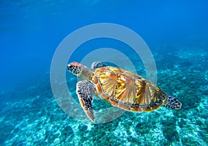 Sea turtle in blue ocean closeup. Green sea turtle closeup. Endangered species of tropical coral reef.